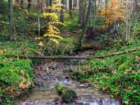 Kaskade in kleinem Seitenbach im Herbstwald